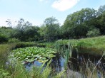 The waterlily pond to explore within the 4-acre smallholding The waterlily pond to explore within the 4-acre smallholding