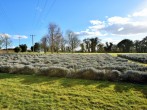 Lavender fields surrounding the property