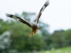 Enjoy watching Red Kites flying overhead Enjoy watching Red Kites flying overhead