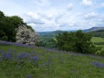 Bluebells Talybont Bluebells Talybont
