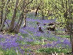 Woodland bluebells Woodland bluebells