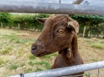 Visit the friendly goats 