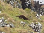 Otter in the garden! Otter in the garden!