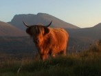 Highland cow Highland cow