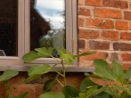 Fig & Fenestration Fig & Fenestration
