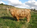 Highland cow Highland cow